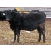 Image 9 : Martin DeVos - 860# March/April Delivery Heifers - 115 Head (Fork River, MB)