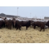 Image 4 : Mahlon Bear - 10 Red Heifers (Pen 502 - 504)