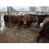 Image 6 : T & S Stock Farms - 947# March Delivery Steers - 60 Head (Scandia, AB)