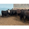 Image 3 : Stump Lake Ranch - 935# April Delivery Heifers - 67 Head (Cache Creek, BC)