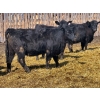 Image 8 : East Hilltop Holdings - 24 Black Maine X Angus Replacement Heifers (Carstairs, AB)