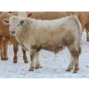 Image 7 : Justin & Kryston Tateson - 900# March Delivery Weaned Steers - 200 Head (Scandia, AB)