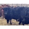 Image 4 : Luke & Jen Smith - 1050# June Delivery Steers - 165 Head (Rhein, SK)