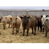 Image 2 : Lazy B Farm & Ranch - 975# August Delivery Heifers - 170 Head (Linden, AB)