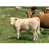 Image 6 : MacMillan Farming Co. - 545# July Delivery Steer Calves - 210 Head (Cayley, AB) VBP+