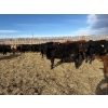 Image 8 : Antelope Butte Ranch - 867# March Delivery Steers - 144 Head (Lundbrek, AB) VBP+