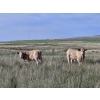 Image 3 : Logan Brothers (Rod, Barry & Bruce) - 630# October Delivery Steer Calves - 80 Head (Oyen, AB)