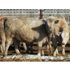 Image 6 : Barfus Farms - 810# April Delivery Heifers - 172 Head (Raymond, AB)