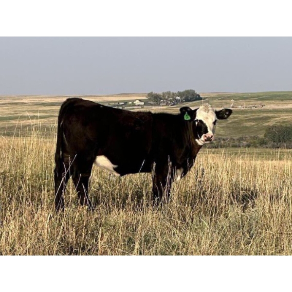 Jim Brothers Land & Cattle - 440# October Heifer Calves - 20 Head (Nanton, AB)