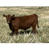 Image 3 : MacMillan Farming Co. - 600# Steer Calves - 90 Head (Cayley, AB) VBP+