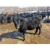 Image 8 : Wade Fewings - 880# March/April Delivery Steers - 68 Head (Pierson, MB) VBP+