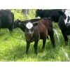 Image 2 : Cutting Edge Cattle/Holtry Creek Ranch - 560# November Heifer Calves - 105 Head (100 Mile House, BC)