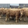 Image 7 : Hawk Ranching - 970# March Delivery Steers - 65 Head (Parkland, AB)
