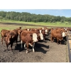 Image 3 : Terry Hines Livestock - 40 RBF May Calving Bred Heifers (Marwayne, AB)