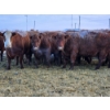 Image 1 : Stensrud Cattle Co. - 6 Red Cows (Pen 420)