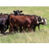 Image 3 : Calvin Rydzik - 625# November Delivery Steer Calves - 100 Head (Glenavon, SK)
