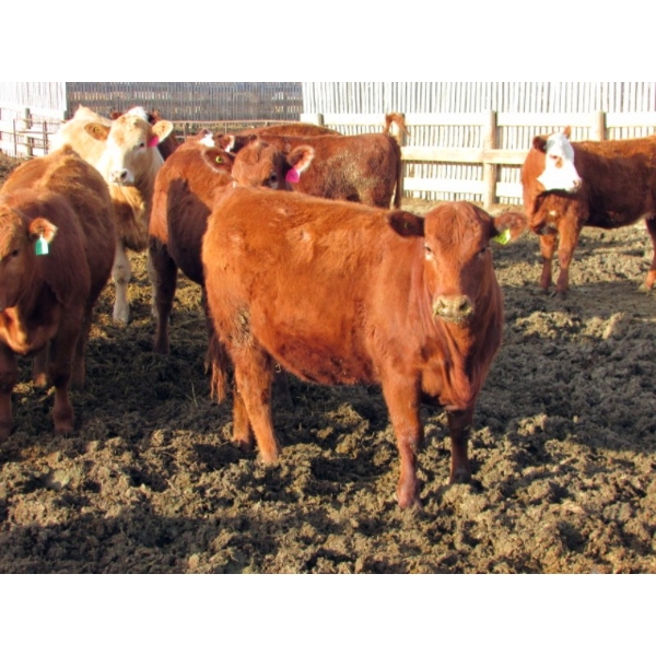 Helland Land & Cattle Co. Ltd. - 870# April Delivery Heifers - 56 Head (Lomond, AB)