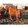 Image 1 : Helland Land & Cattle Co. Ltd. - 870# April Delivery Heifers - 56 Head (Lomond, AB)