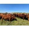 Image 6 : Tony Groenewoud - 1100# September Delivery Grass Steers - 168 Head (Turtleford, SK)