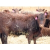 Image 5 : A&A Farms - 25 Dark Red Replacement Heifers (Coaldale, AB)
