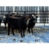 Image 6 : Greg Trewin - 26 BBF/BWF/Black Bred Heifers (Coulter, MB)