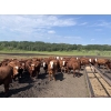 Image 4 : Terry Hines Livestock - 40 RBF May Calving Bred Heifers (Marwayne, AB)