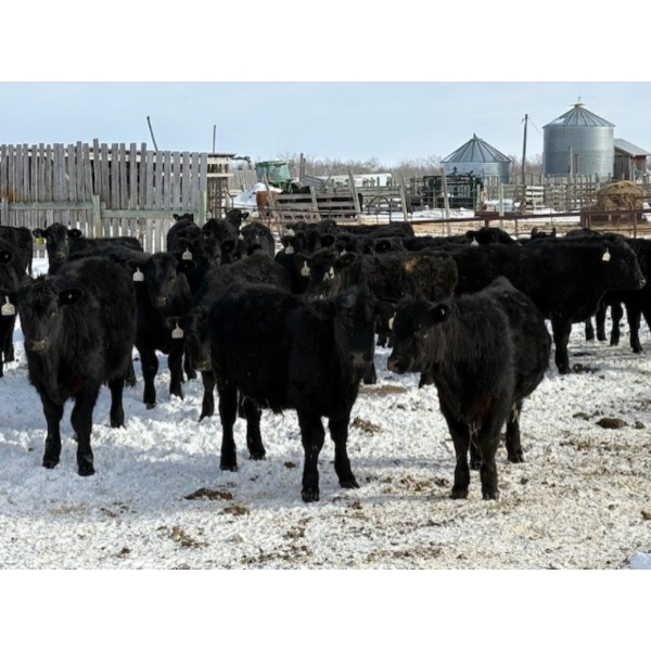 Chris, Debbie & Dwayne Wimmer - 675# March Delivery Steers - 55 Head (Lundar, MB)