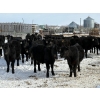 Image 1 : Chris, Debbie & Dwayne Wimmer - 675# March Delivery Steers - 55 Head (Lundar, MB)