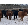 Image 2 : Star Over Bar Ranch Ltd. - 740# December Delivery Weaned Steers - 41 Head (Biggar, SK)