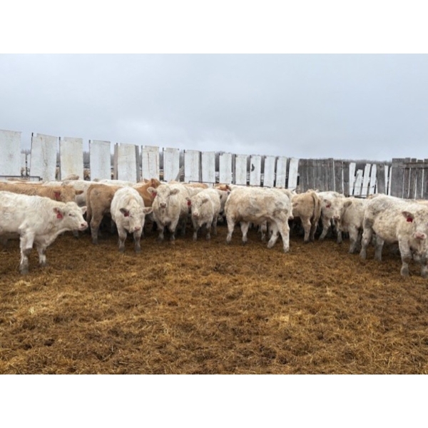 Travis Johannesson - 880# November Delivery Weaned Steers - 70 Head (Anola, MB)