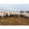 Image 1 : Travis Johannesson - 880# November Delivery Weaned Steers - 70 Head (Anola, MB)