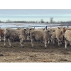 Image 3 : Jeff & Jenise Robertson - 720# February Weaned Steers - 85 Head (Gainford, AB)
