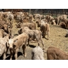 Image 19 : Saddleridge Farming - 640# November Delivery Steers - 100 Head (Rosemary, AB)