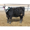 Image 6 : A&A Farms - 30 BBF Replacement Heifers (Coaldale, AB)