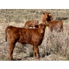 Image 5 : Meyer Cattle Inc. - 20 Red Angus X 2nd Calf Pairs (Lethbridge, AB)