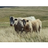 Image 3 : Tom Malmberg - 630# October Delivery Steer Calves - 70 Head (Spring Coulee, AB)