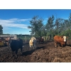 Image 6 : Chris Bartel - 1075# July Delivery Steers - 55 Head (Fort Vermilion, AB)