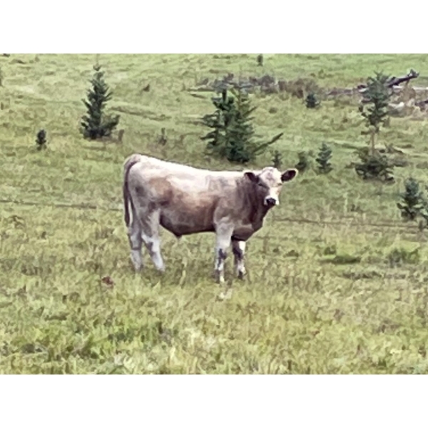 Cody & Brittany, Kirby & Cori Black - 560# October Delivery Steers - 100 Head (Water Valley, AB)