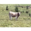 Image 1 : Cody & Brittany, Kirby & Cori Black - 560# October Delivery Steers - 100 Head (Water Valley, AB)