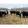Image 5 : The Y Cattle Co. Ltd. - 702# March Delivery Steers - 43 Head (Crossfield, AB)
