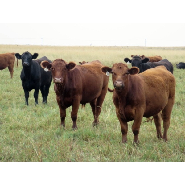 Jeff & Bonnie Resch - 1025# September Grass Steers - 122 Head (Coville, SK)
