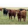 Image 1 : Jeff & Bonnie Resch - 1025# September Grass Steers - 122 Head (Coville, SK)