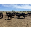 Image 4 : Rex & Karen Hoagland - 610# September Delivery Steer & Heifer Calves - 90 Head (Melba, ID)