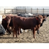 Image 2 : B&B Feeders - 925# October Delivery Heifers - 68 Head (Coaldale, AB)