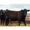 Image 3 : Van Hall Cattle Company Ltd. - 990# April Delivery Steers - 216 Head (Scandia, AB)