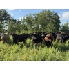 Image 28 : Sheldon Reimer - 940# September Delivery Grass Heifers - 325 Head (Cromer, MB)