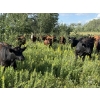 Image 29 : Sheldon Reimer - 940# September Delivery Grass Heifers - 325 Head (Cromer, MB)