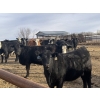 Image 3 : Midpoint Farms - 1000# November Delivery Open Heifers - 58 Head (Drayton Valley, AB)