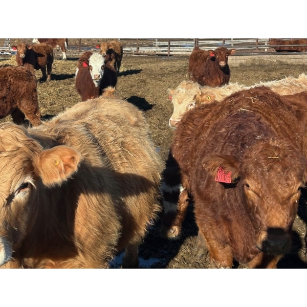 Bill Orlick - 900# February Delivery Steers - 70 Head (Calmar, AB)