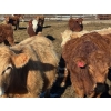 Image 1 : Bill Orlick - 900# February Delivery Steers - 70 Head (Calmar, AB)